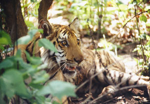 Jungle Safari in Nepal