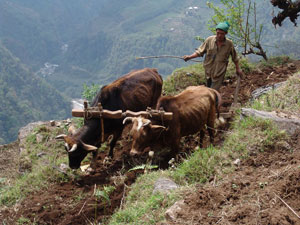 Kanchanjunga / Phidim Trek