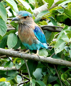 Koshi Tappu Wildlife Raserve