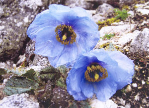 Langtang Trek