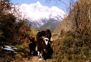 Manaslu Lamjung Adventure Trekking
